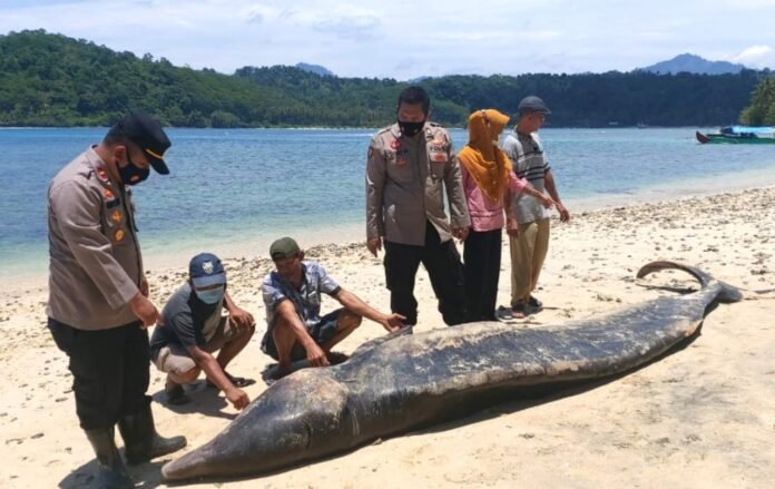 pantai Pekon Tengor pantai Pekon Tengor